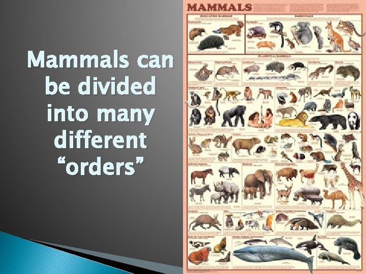 Mammals can be divided into many different “orders” 