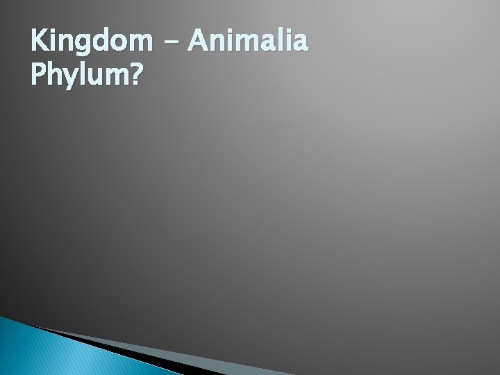 Kingdom - Animalia Phylum? 