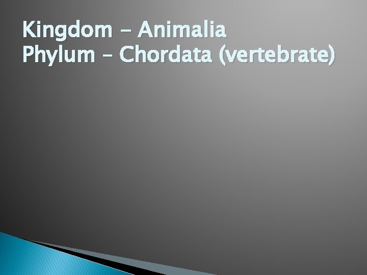 Kingdom - Animalia Phylum – Chordata (vertebrate) 