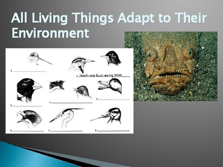 All Living Things Adapt to Their Environment 