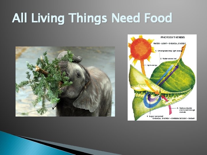 All Living Things Need Food 