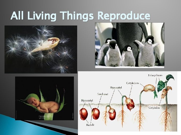 All Living Things Reproduce 
