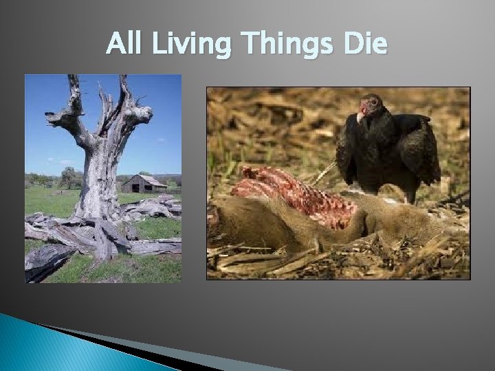 All Living Things Die 