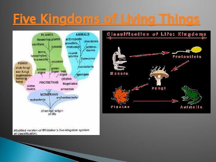 Five Kingdoms of Living Things 