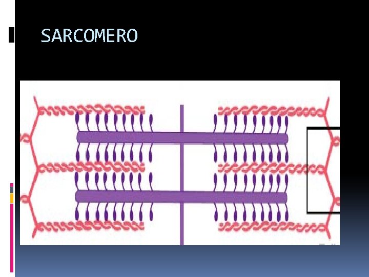 SARCOMERO 