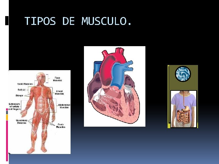 TIPOS DE MUSCULO. 