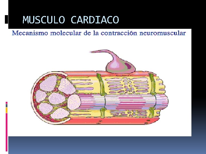 MUSCULO CARDIACO 