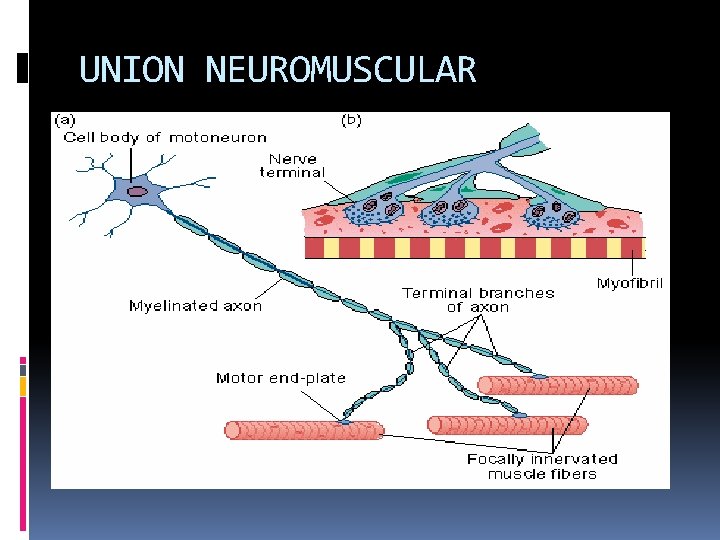 UNION NEUROMUSCULAR 
