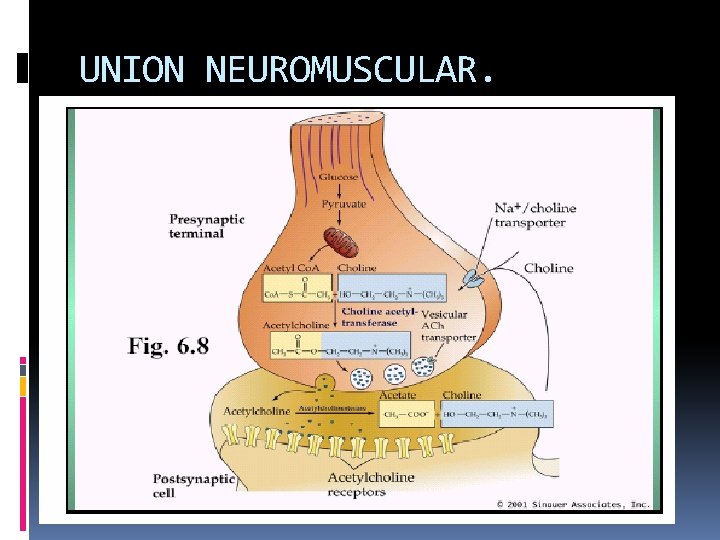 UNION NEUROMUSCULAR. 