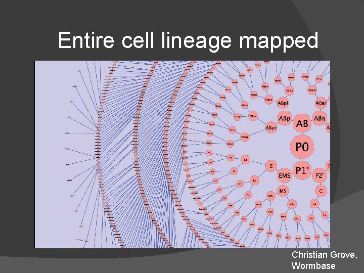 Entire cell lineage mapped Christian Grove, Wormbase Entire cell lineage mapped Christian Grove, Wormbase