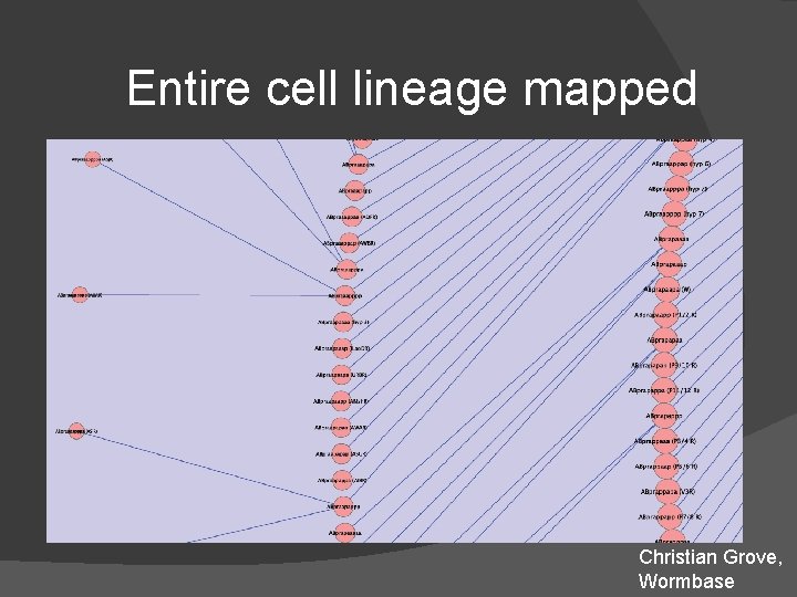 Entire cell lineage mapped Christian Grove, Wormbase Entire cell lineage mapped Christian Grove, Wormbase