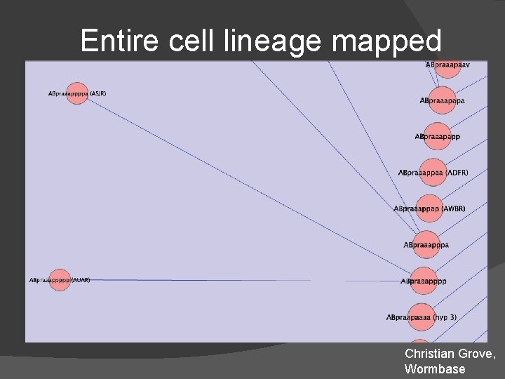 Entire cell lineage mapped Christian Grove, Wormbase Entire cell lineage mapped Christian Grove, Wormbase