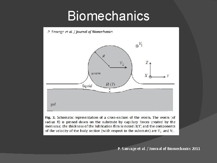 Biomechanics P. Sauvage et al. / Journal of Biomechanics 2011 Biomechanics P. Sauvage et al. / Journal of Biomechanics 2011