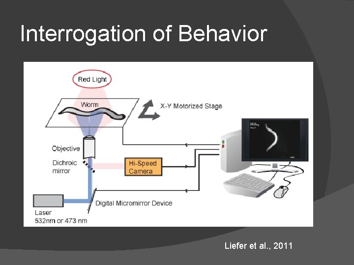 Interrogation of Behavior Liefer et al. , 2011 Interrogation of Behavior Liefer et al. , 2011