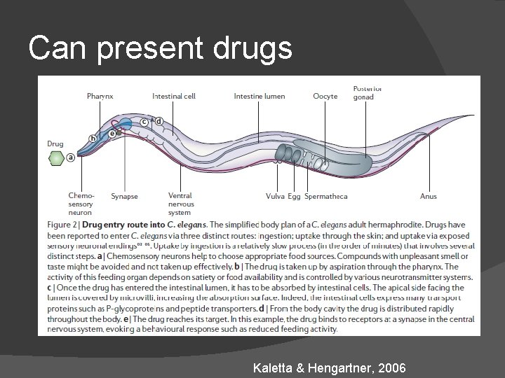 Can present drugs Kaletta & Hengartner, 2006 Can present drugs Kaletta & Hengartner, 2006