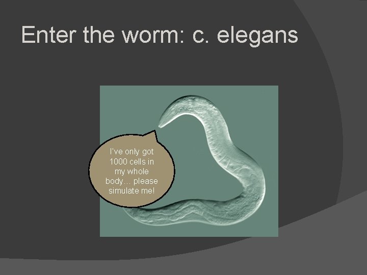 Enter the worm: c. elegans I’ve only got 1000 cells in my whole body… Enter the worm: c. elegans I’ve only got 1000 cells in my whole body…