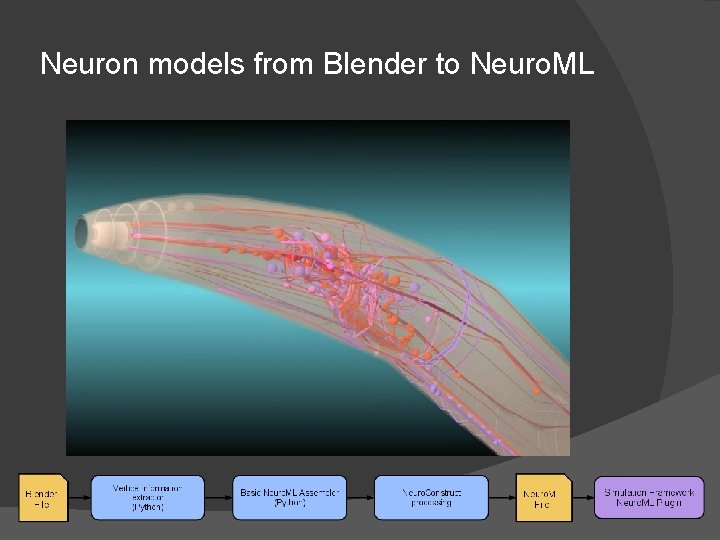 Neuron models from Blender to Neuro. ML Neuron models from Blender to Neuro. ML