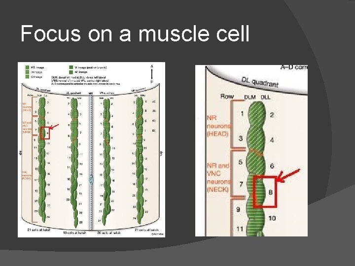 Focus on a muscle cell Focus on a muscle cell