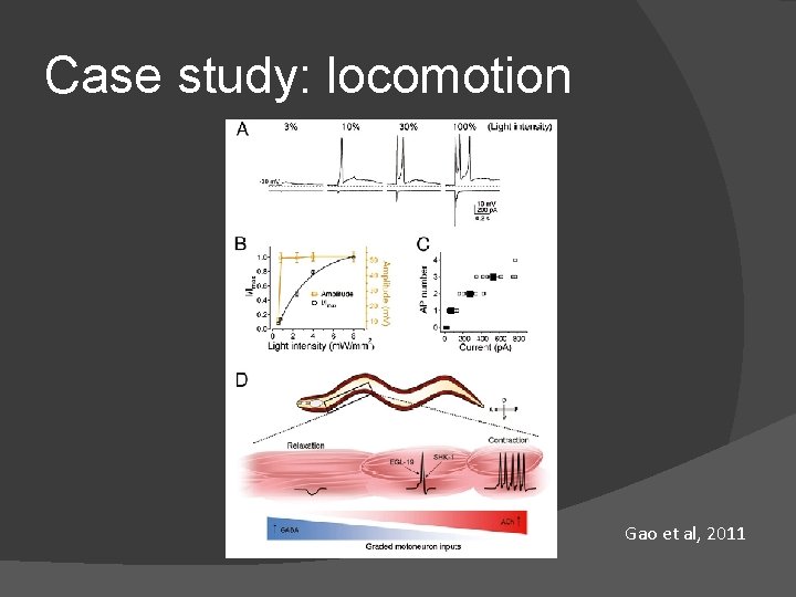 Case study: locomotion Gao et al, 2011 Case study: locomotion Gao et al, 2011