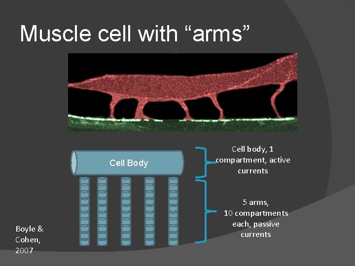 Muscle cell with “arms” Cell Body Boyle & Cohen, 2007 Cell body, 1 compartment, Muscle cell with “arms” Cell Body Boyle & Cohen, 2007 Cell body, 1 compartment,