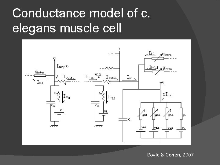 Conductance model of c. elegans muscle cell Boyle & Cohen, 2007 Conductance model of c. elegans muscle cell Boyle & Cohen, 2007