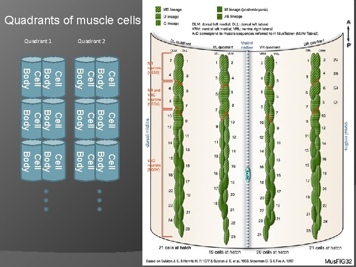 Quadrants of muscle cells Quadrant 2 Quadrant 1 Cell Body Cell Body Cell Body Quadrants of muscle cells Quadrant 2 Quadrant 1 Cell Body Cell Body Cell Body
