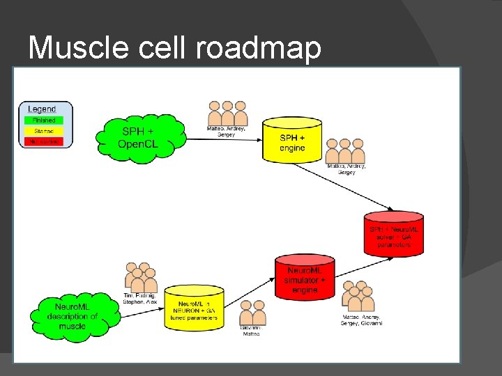 Muscle cell roadmap Muscle cell roadmap