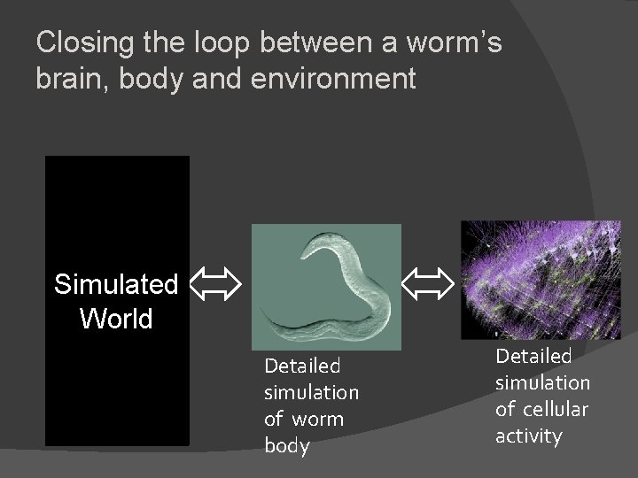 Closing the loop between a worm’s brain, body and environment Simulated World Detailed simulation Closing the loop between a worm’s brain, body and environment Simulated World Detailed simulation