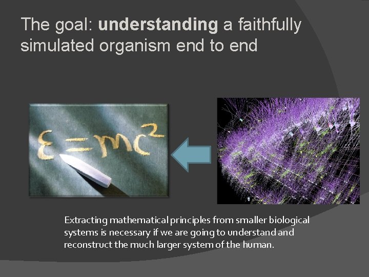 The goal: understanding a faithfully simulated organism end to end Extracting mathematical principles from The goal: understanding a faithfully simulated organism end to end Extracting mathematical principles from