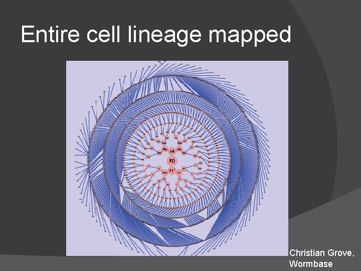 Entire cell lineage mapped Christian Grove, Wormbase Entire cell lineage mapped Christian Grove, Wormbase