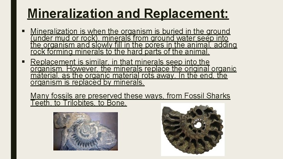 Mineralization and Replacement: § Mineralization is when the organism is buried in the ground