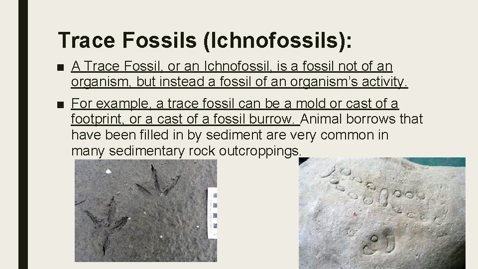 Trace Fossils (Ichnofossils): ■ A Trace Fossil, or an Ichnofossil, is a fossil not