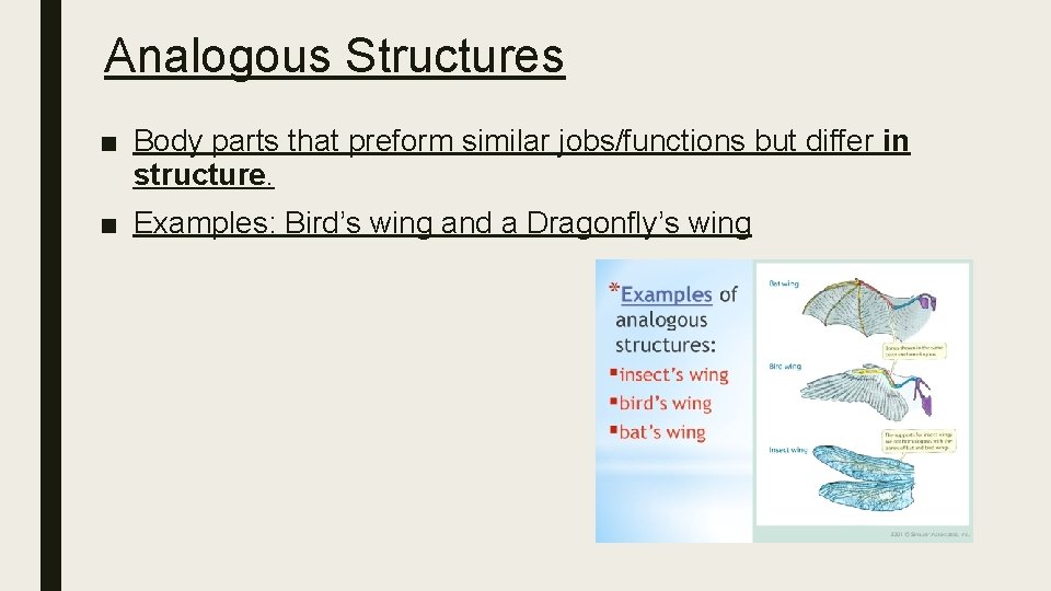 Analogous Structures ■ Body parts that preform similar jobs/functions but differ in structure. ■