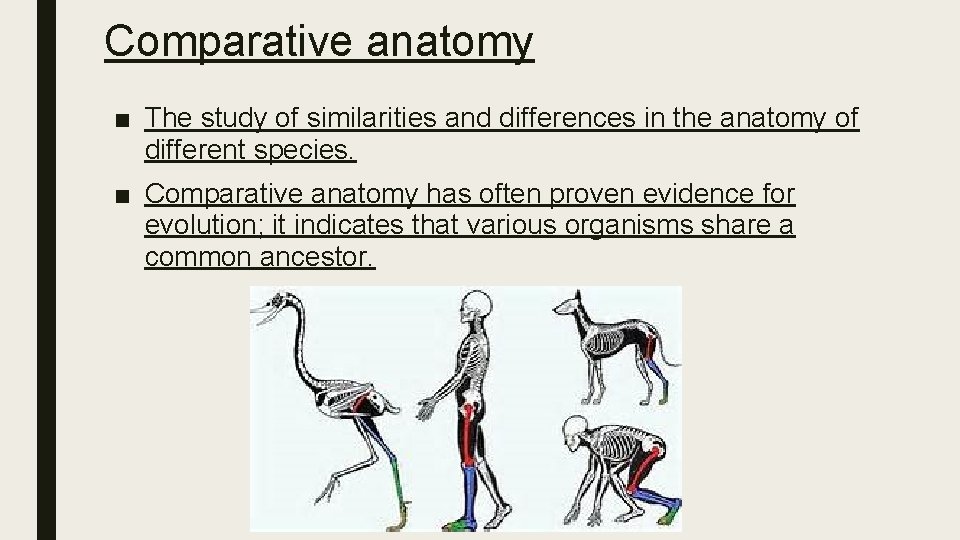 Comparative anatomy ■ The study of similarities and differences in the anatomy of different