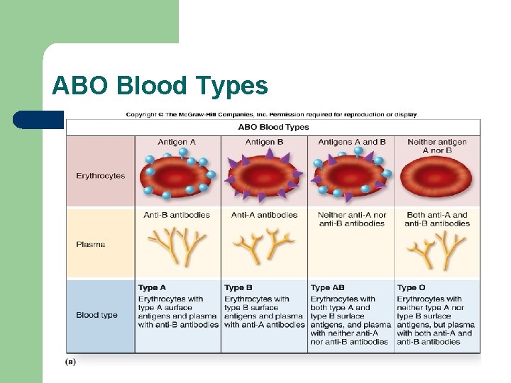 ABO Blood Types 