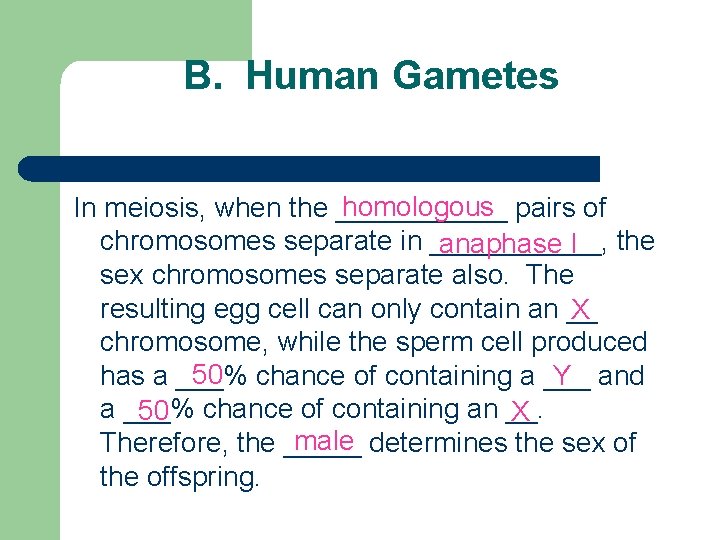 B. Human Gametes homologous In meiosis, when the ______ pairs of chromosomes separate in
