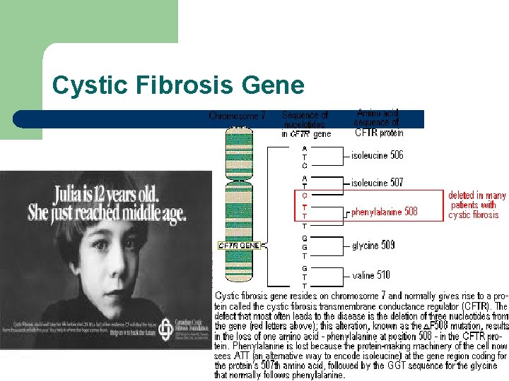 Cystic Fibrosis Gene 