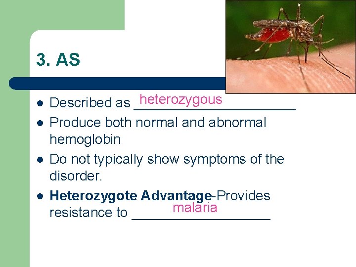 3. AS l l heterozygous Described as ___________ Produce both normal and abnormal hemoglobin