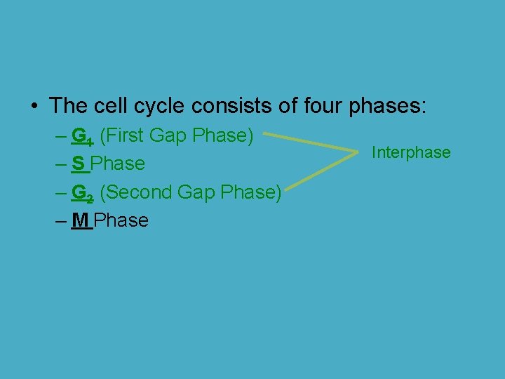  • The cell cycle consists of four phases: – G 1 (First Gap