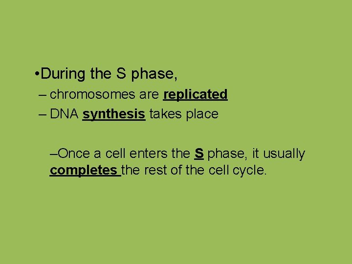  • During the S phase, – chromosomes are replicated – DNA synthesis takes