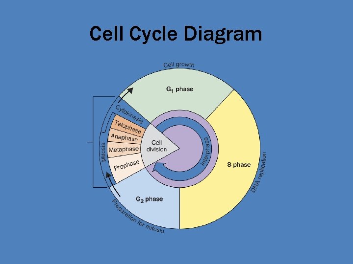 Cell Cycle Diagram 