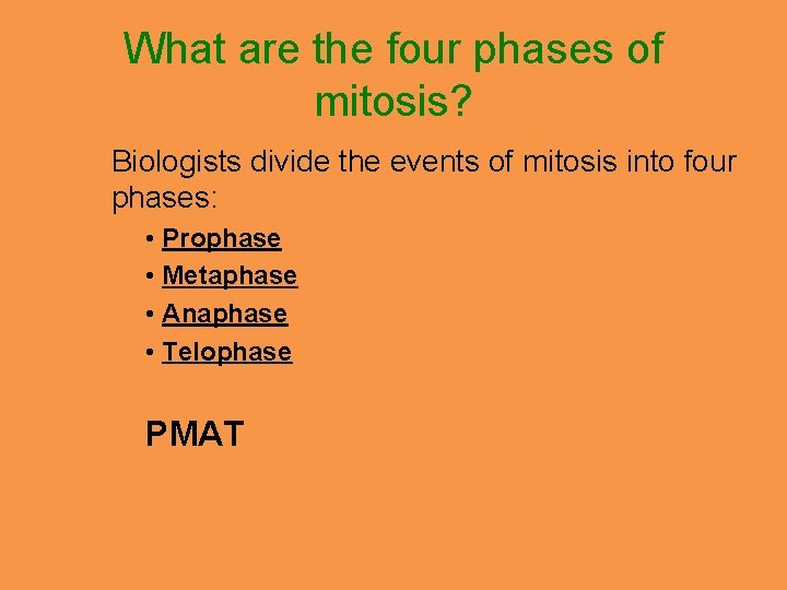 What are the four phases of mitosis? Biologists divide the events of mitosis into
