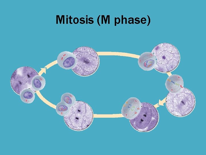 Mitosis (M phase) 