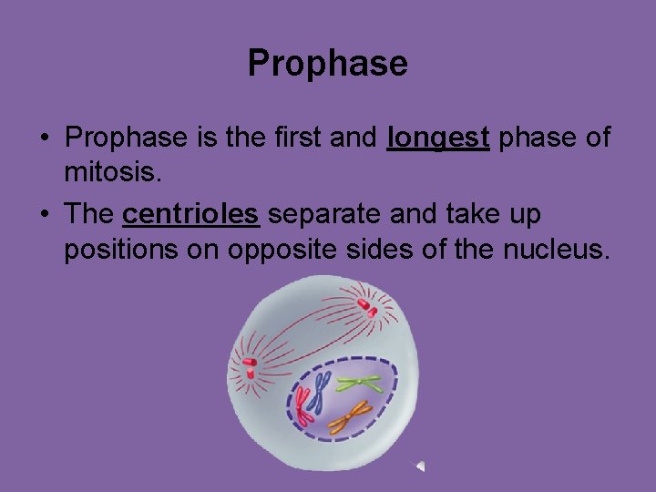 Prophase • Prophase is the first and longest phase of mitosis. • The centrioles