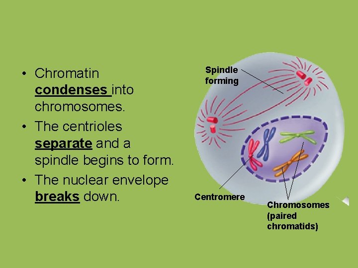  • Chromatin condenses into chromosomes. • The centrioles separate and a spindle begins