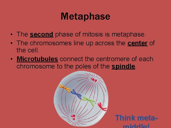 Metaphase • The second phase of mitosis is metaphase. • The chromosomes line up