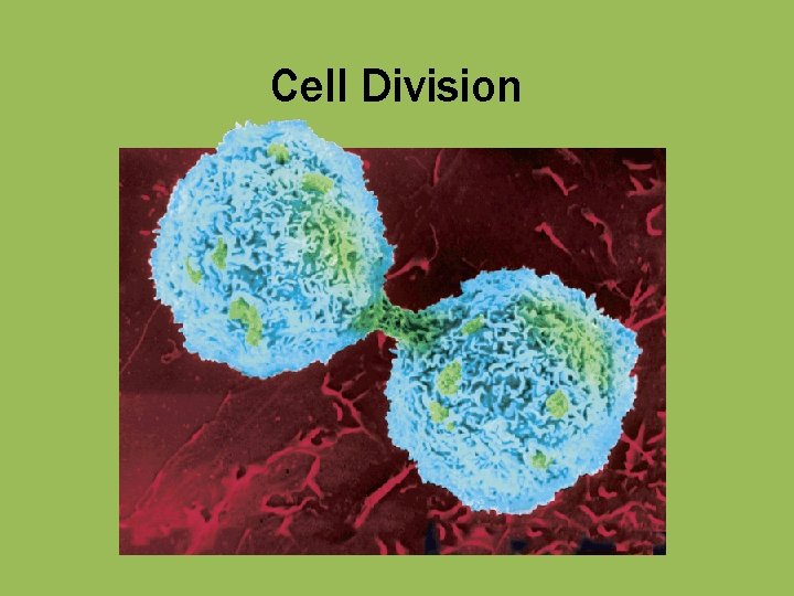 Cell Division 