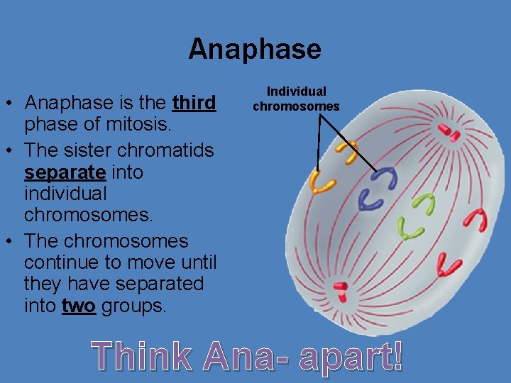 Anaphase • Anaphase is the third phase of mitosis. • The sister chromatids separate