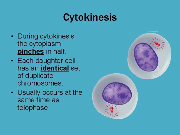 Cytokinesis • During cytokinesis, the cytoplasm pinches in half. • Each daughter cell has
