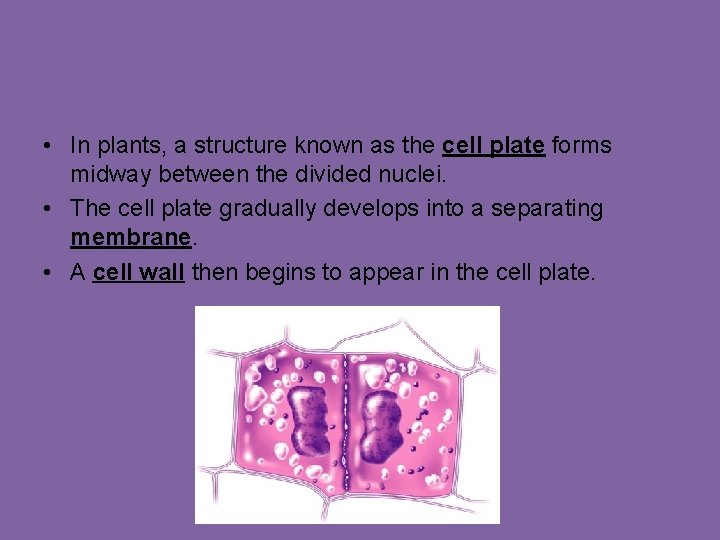  • In plants, a structure known as the cell plate forms midway between